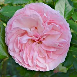 Roseira 'Pierre de Ronsard'